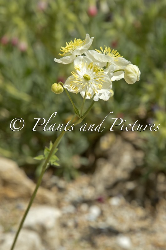 Thalictrum tuberosum