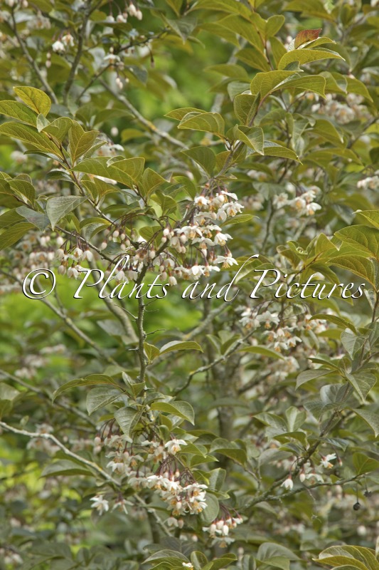 Styrax japonicus ‘Purple Dress’