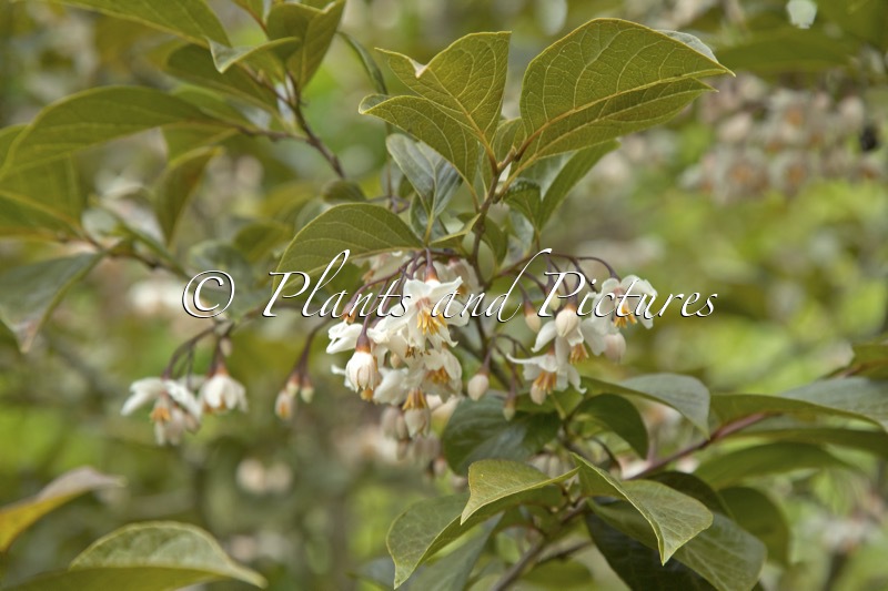 Styrax japonicus ‘Purple Dress’