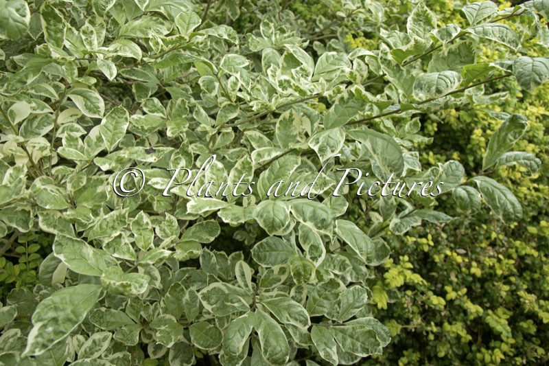 Orixa japonica ‘Variegata’