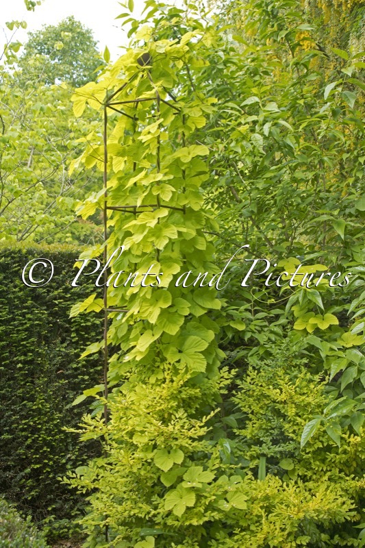 Humulus lupulus ‘Aureus’
