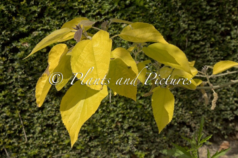 Broussonetia papyrifera ‘Golden Shadow’