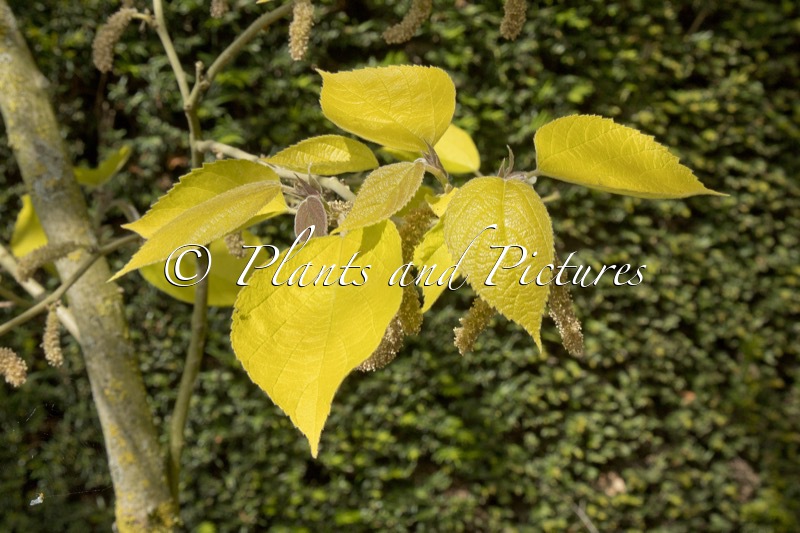 Broussonetia papyrifera ‘Golden Shadow’
