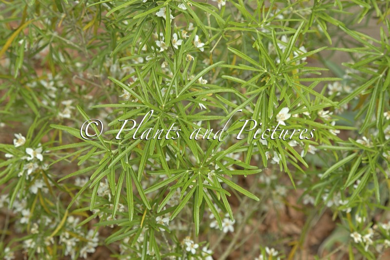 Choisya ‘Whetstone’