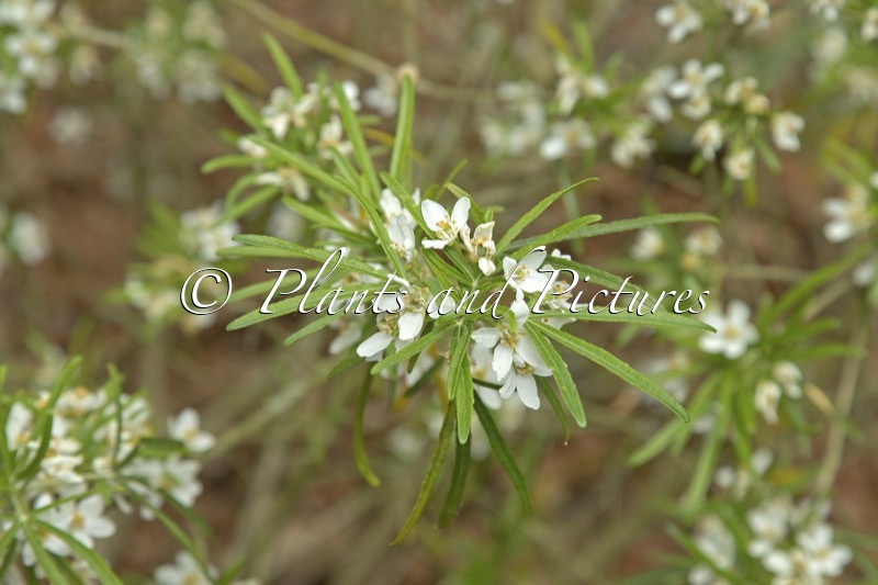 Choisya ‘Whetstone’