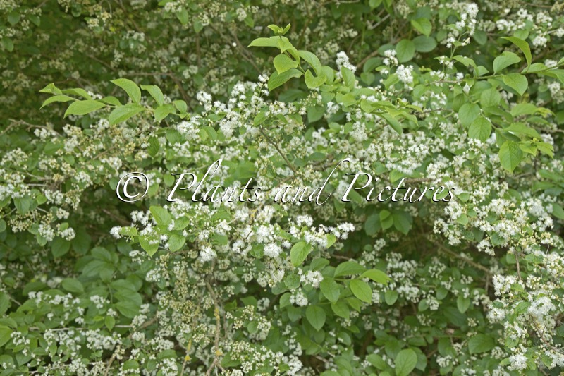 Symplocos paniculata