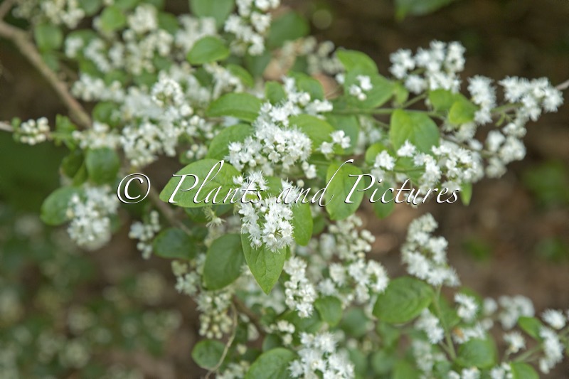 Symplocos paniculata