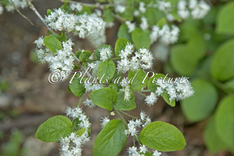 Symplocos paniculata