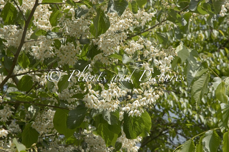Styrax hemsleyanus