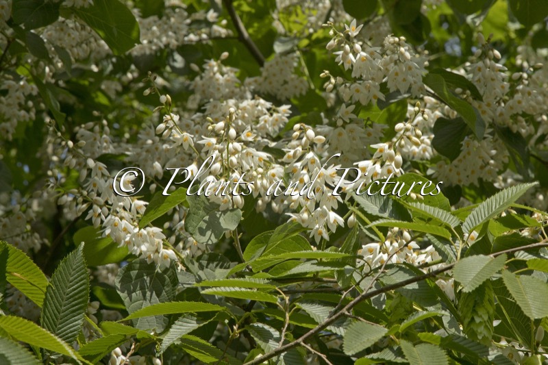 Styrax hemsleyanus