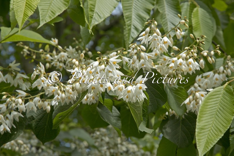 Styrax hemsleyanus