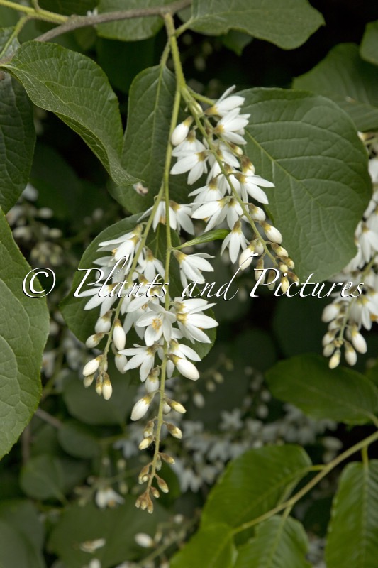 Styrax hemsleyanus