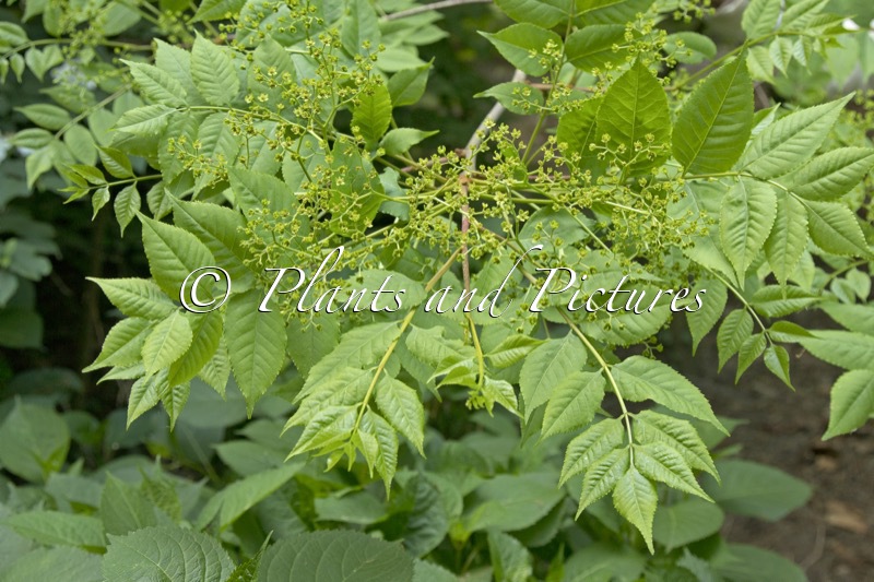 Picrasma quassioides