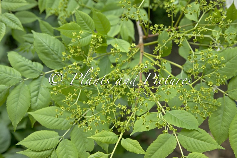 Picrasma quassioides