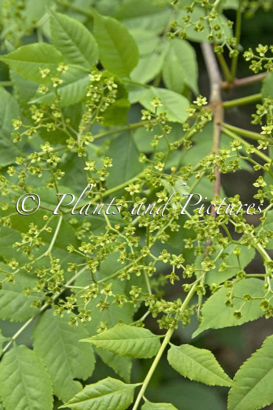 Picrasma quassioides