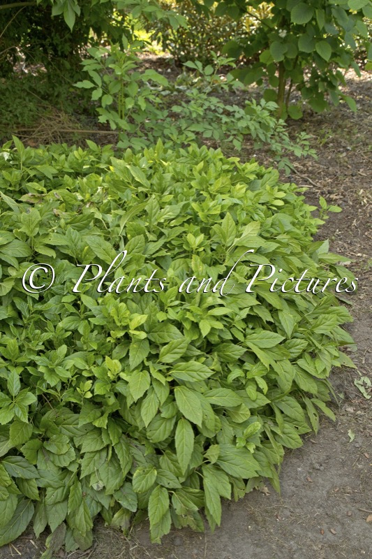 Pachysandra axillaris ‘Crûg Farm’