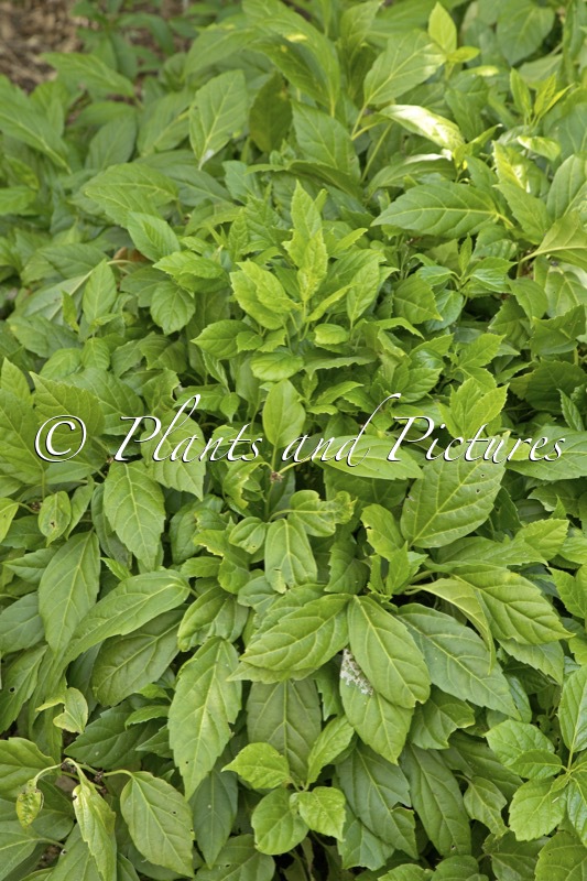Pachysandra axillaris ‘Crûg Farm’