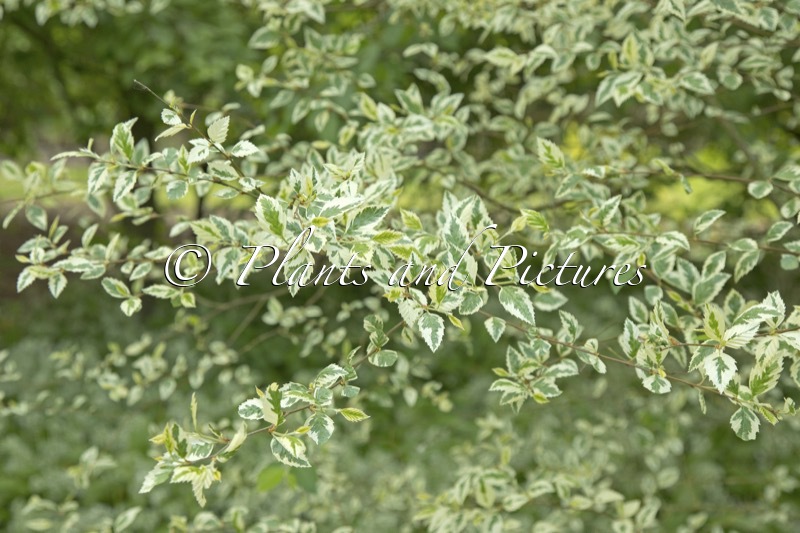 Betula nigra ‘Shiloh Splash’