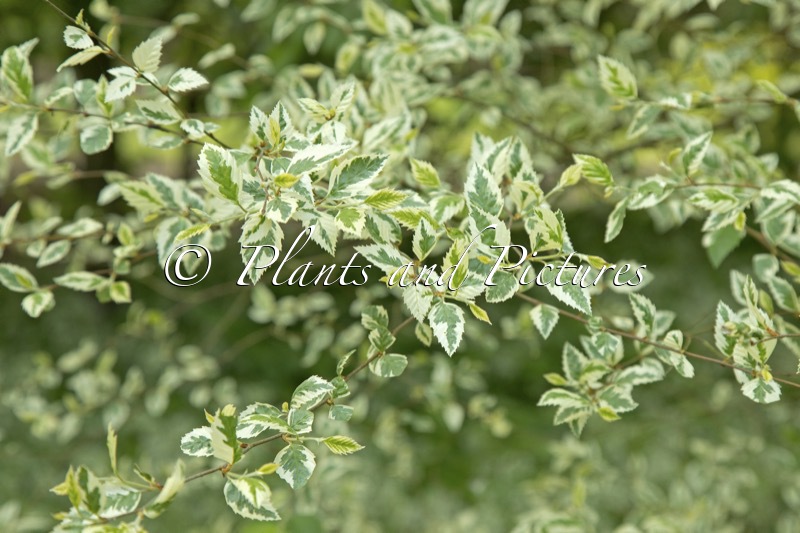 Betula nigra ‘Shiloh Splash’