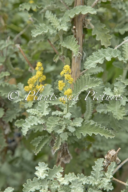 Buddleja glomerata ‘Silver Service’