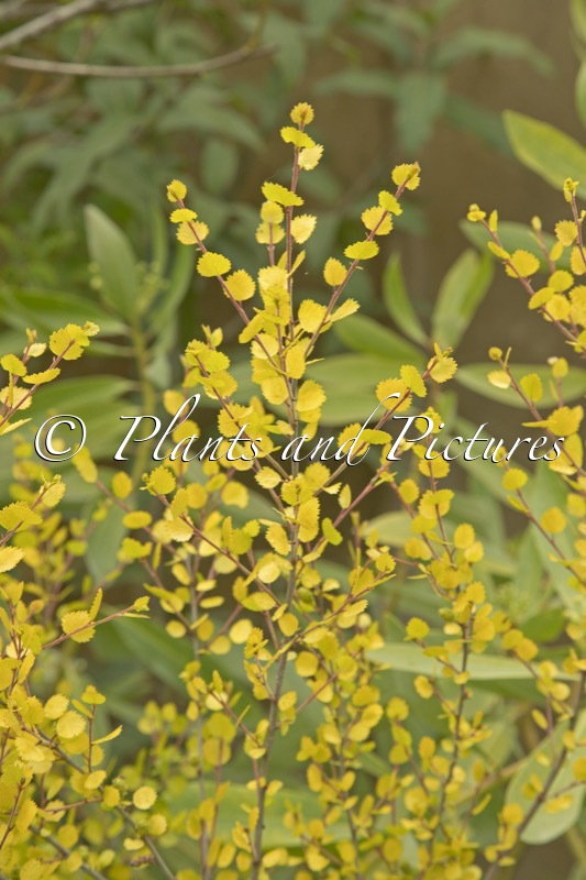 Betula nana ‘Golden Treasure’