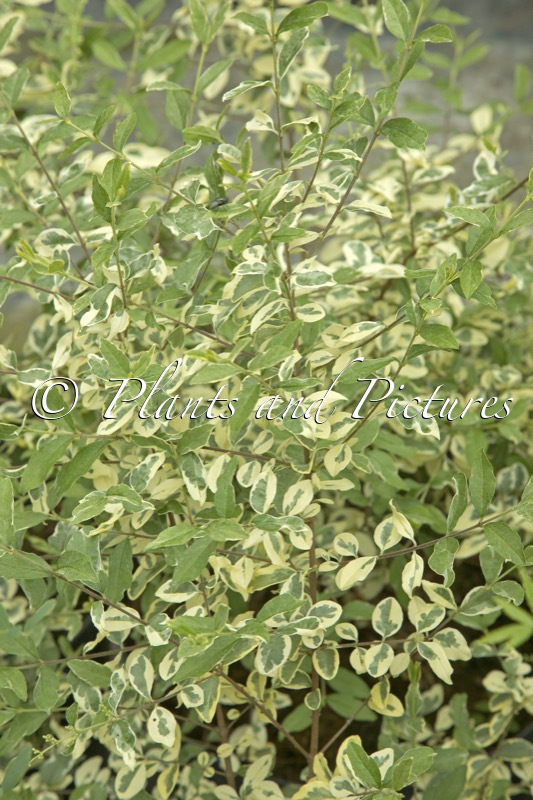 Ligustrum ibota ‘Muster’ (MUSLI)