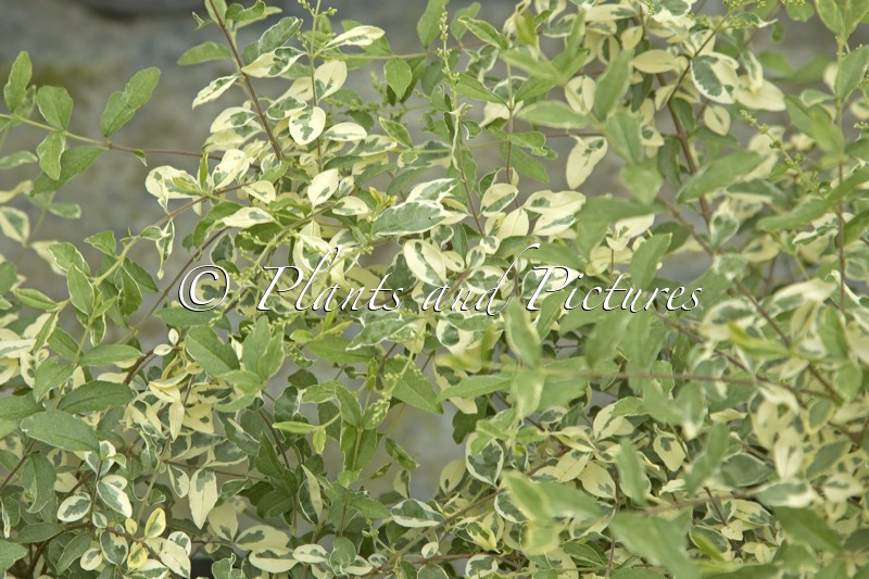Ligustrum ibota ‘Muster’ (MUSLI)