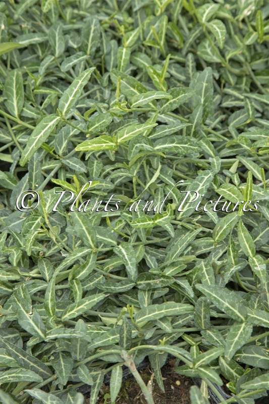 Euonymus fortunei ‘Wolong Ghost’