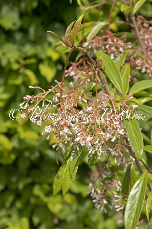 Viburnum oliganthum ‘Kyo Kanzashi’