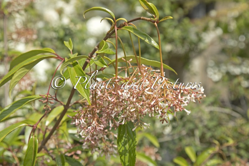 Viburnum oliganthum ‘Kyo Kanzashi’