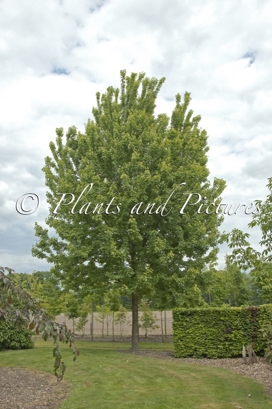 Acer rubrum ‘Brandywine’