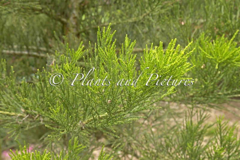 Sequoiadendron giganteum ‘Greenpeace’