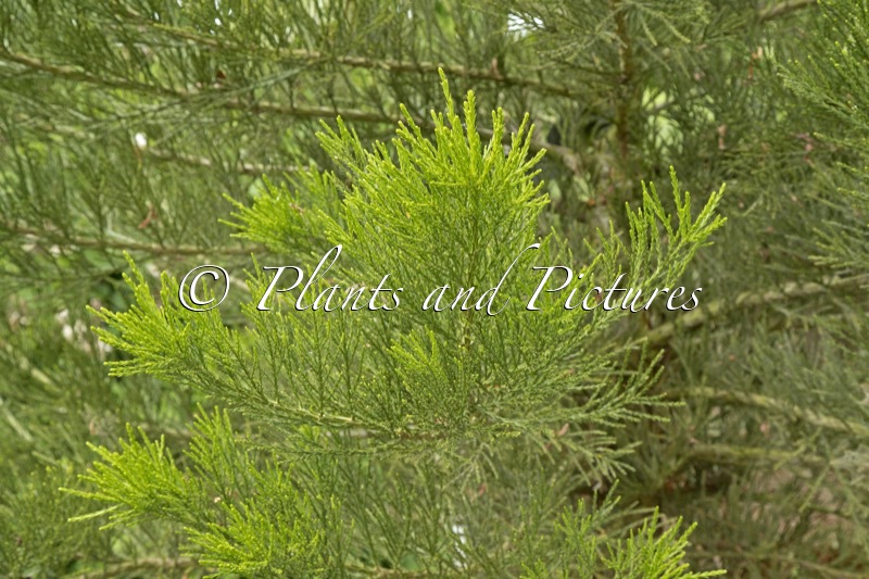Sequoiadendron giganteum ‘Greenpeace’