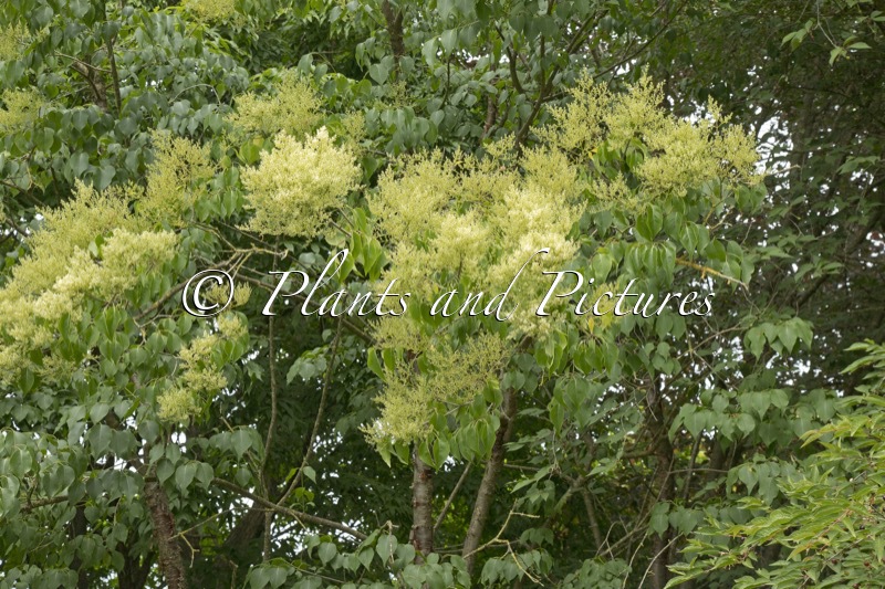 Syringa pekinensis ‘Gimborn’s China Pearl’