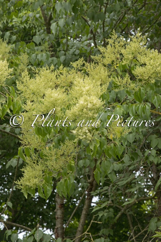 Syringa pekinensis ‘Gimborn’s China Pearl’