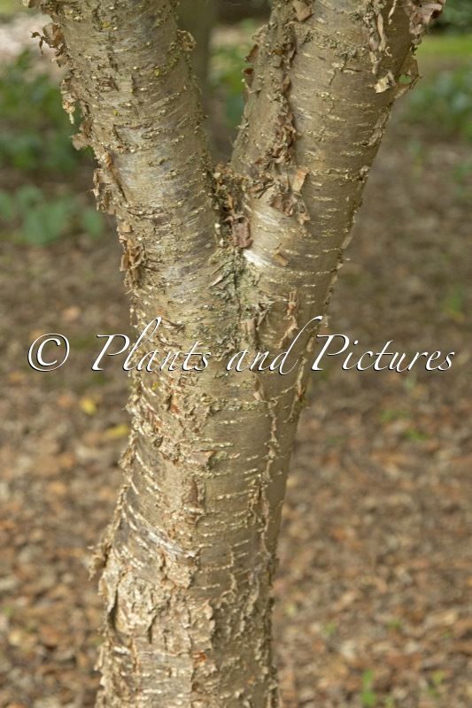 Syringa pekinensis ‘Gimborn’s China Pearl’