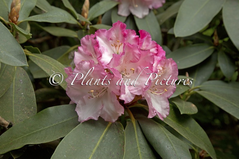 Rhododendron ‘Lem’s Monarch’