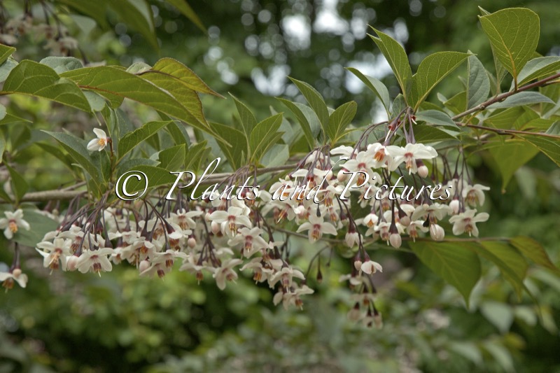Styrax japonicus ‘Purple Haze’