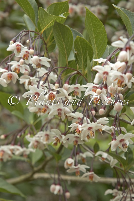 Styrax japonicus ‘Purple Haze’