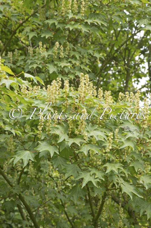 Acer erianthum