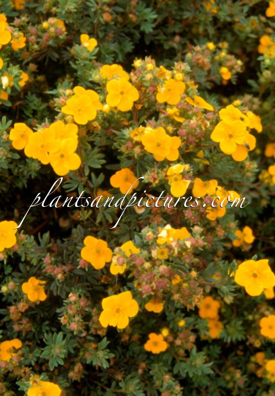 Potentilla fruticosa ‘Sommerflor’