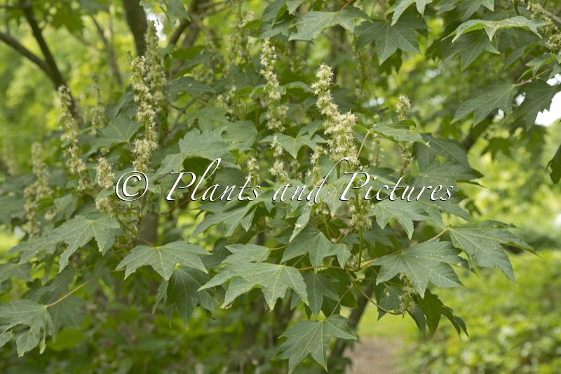 Acer erianthum