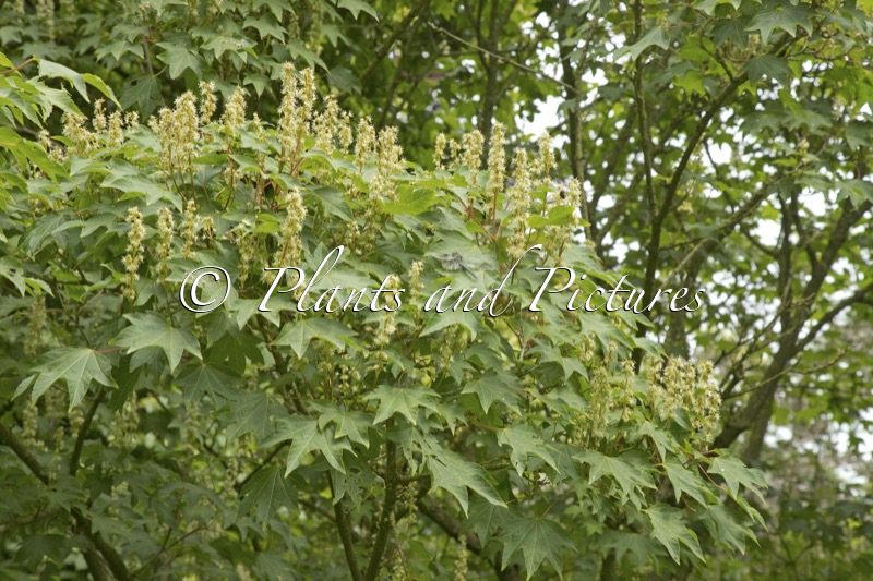 Acer erianthum