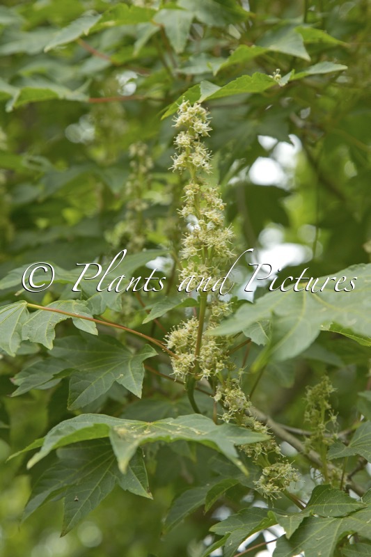 Acer erianthum
