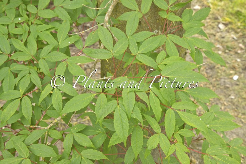 Acer mandshuricum