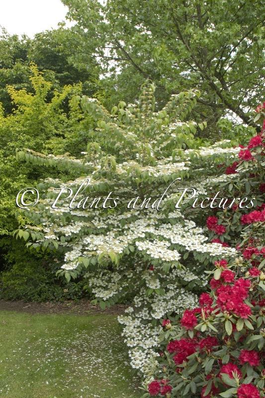 Viburnum plicatum ‘JWW1’ (KILIMANDJARO)