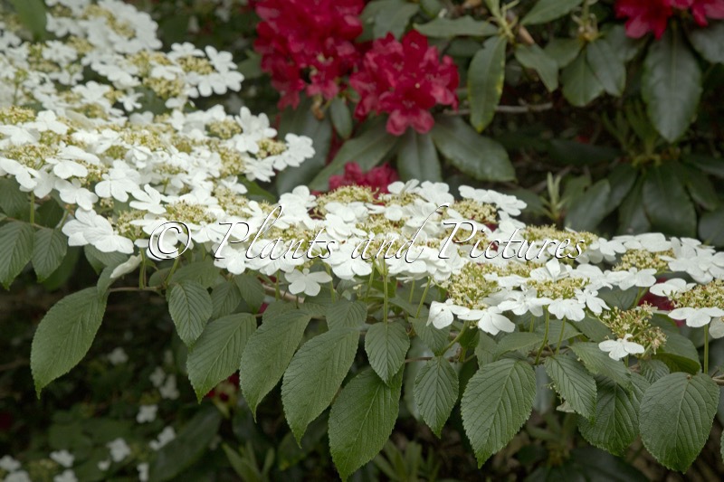 Viburnum plicatum ‘JWW1’ (KILIMANDJARO)
