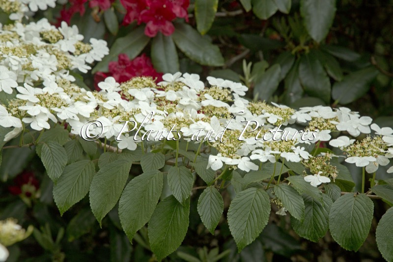 Viburnum plicatum ‘JWW1’ (KILIMANDJARO)