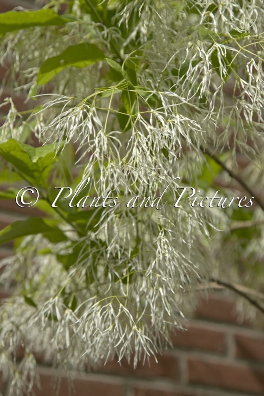 Chionanthus virginicus