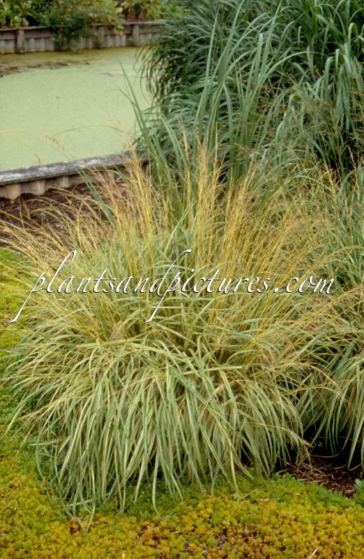 Molinia caerulea ‘Variegata’